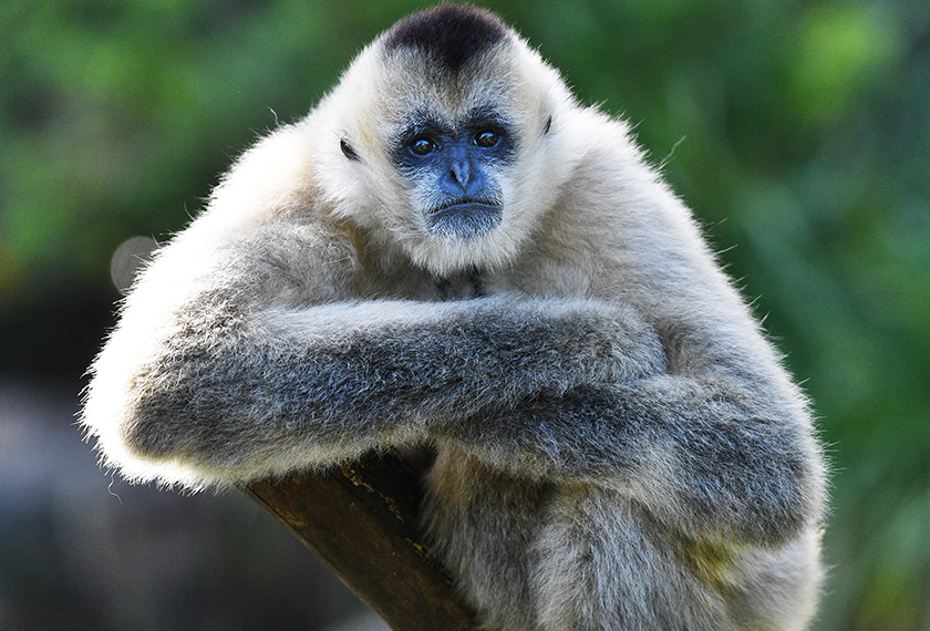 Ungka Hainan adalah spesies mawas paling jarang ditemui. - Foto/Bernama