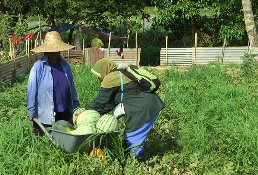 agricultural industrialisation is key to addressing the sustainability and future of our country’s food industry from the aspects of safety, security and sovereignty. 