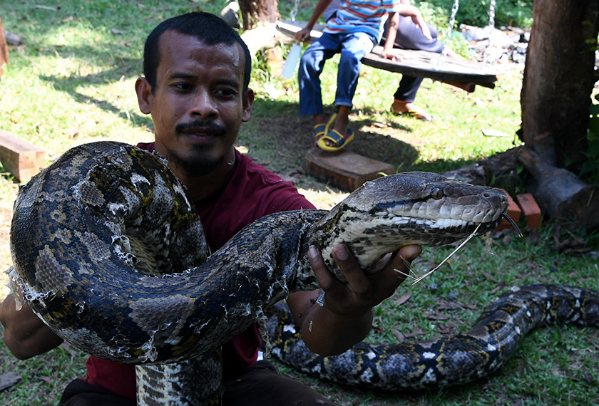 Reptilia sepanjang tujuh meter dan seberat 220 kilogram itu dibelanya sejak 16 tahun lepas. - Foto BERNAMA