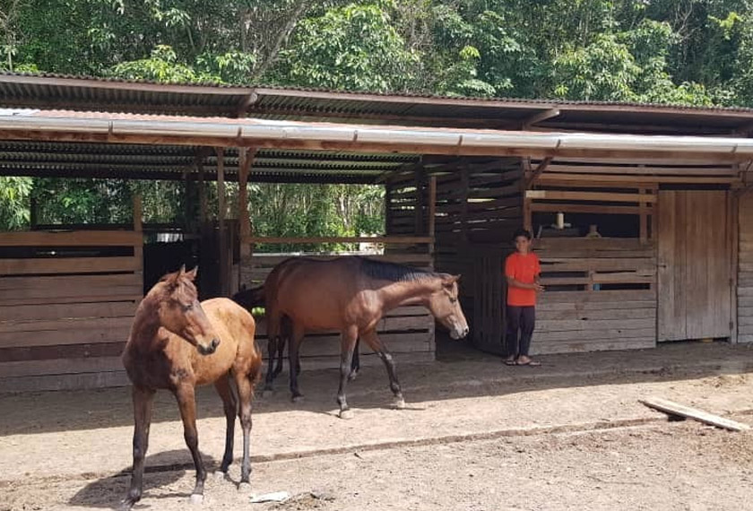 Cevine Jaharin mula belajar menjaga kuda dan lembu sejak berusia empat tahun. -Astro AWANI