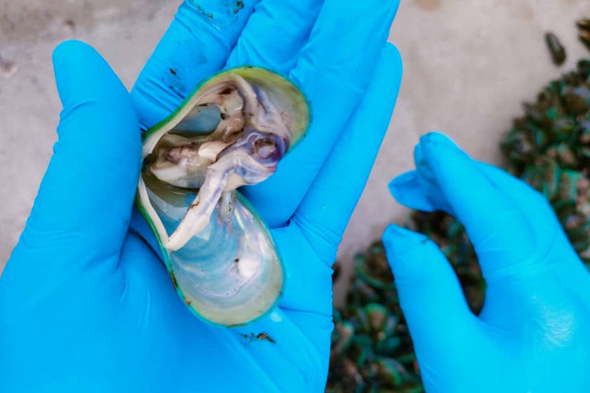 Kupang yang mati akibat fenomena HAB, 17 Ogos, 2020. Foto ihsan Pejabat Perikanan Johor