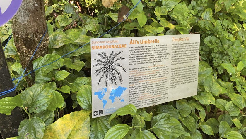 Mengapa Tongkat Ali dipanggil Ali's Umbrella dalam Bahasa Inggeris? Ini kerana tumbuhan ini mempunyai dedaun ranting yang seakan payung.