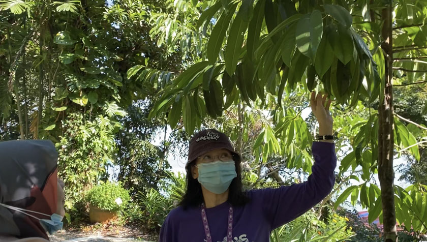 Selalu guna asam keping? Tahukah anda terdapat beberapa spesies pokok asam keping yang menjadi bahan wajib dalam menu Laksa Pulau Pinang.