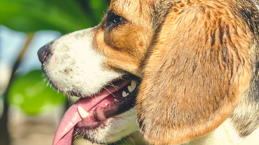 Anjing baka Jerman 'Plott Hound' (seperti di atas) jarang dipelihara di negara ini dan tidak boleh dilesenkan. - Foto fail Unsplash