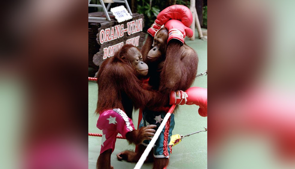 Pertunjukan boxing orang utan
