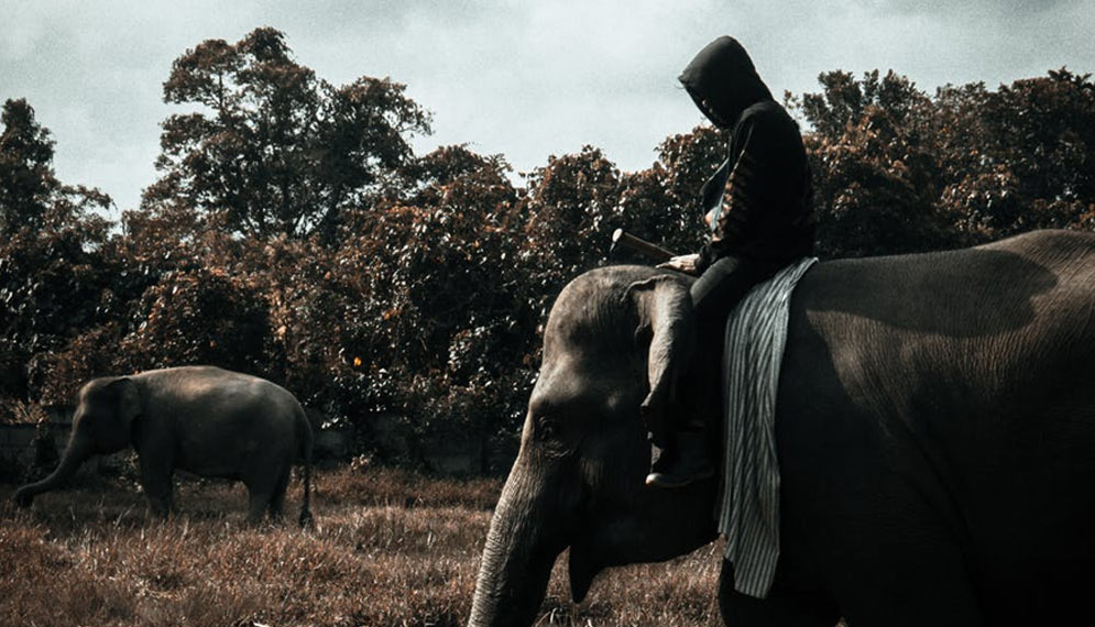 Aktiviti menunggang gajah - Gambar hiasan