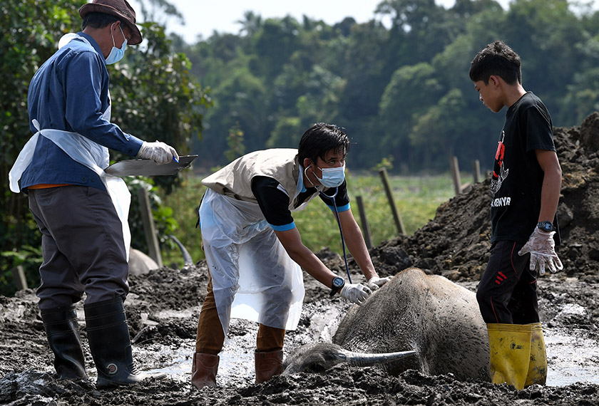Pegawai veterinar berbincang bersama Muhammad Syukur Khamis, 15, (kanan) atau lebih dikenali dengan jolokan ‘Kampung Boy’ atau ‘Mowgli Malaysia’ ketika memeriksa kerbau yang sedang nazak ketika tinjauan di Kampung Banggol Katong hari ini. - Foto Bernama