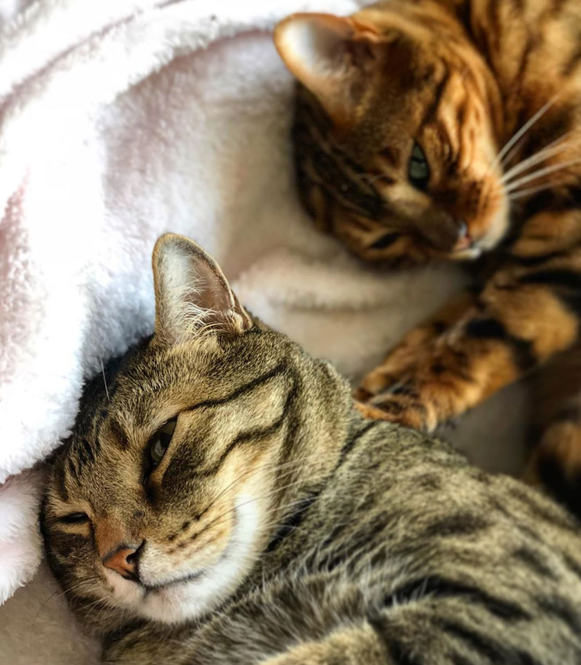 Biarpun perlu bergantung dengan inhaler, Liam hidup bahagia bersama pemilik dan rakannya, Momo. - Foto/@momothebengal