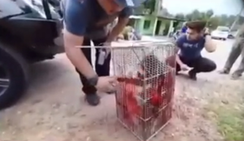  Sembur beruk dengan pewarna, lelaki ini dicari.