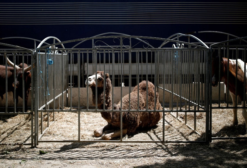 Salah seekor haiwan yang digunakan dalam pertunjukan sebuah sarkas di Perancis. - Reuters