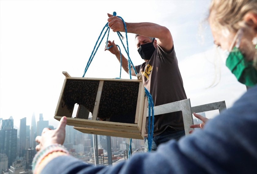 Semakin ramai warga New York kini berminat untuk menjadi penternak lebah urban. - Reuters