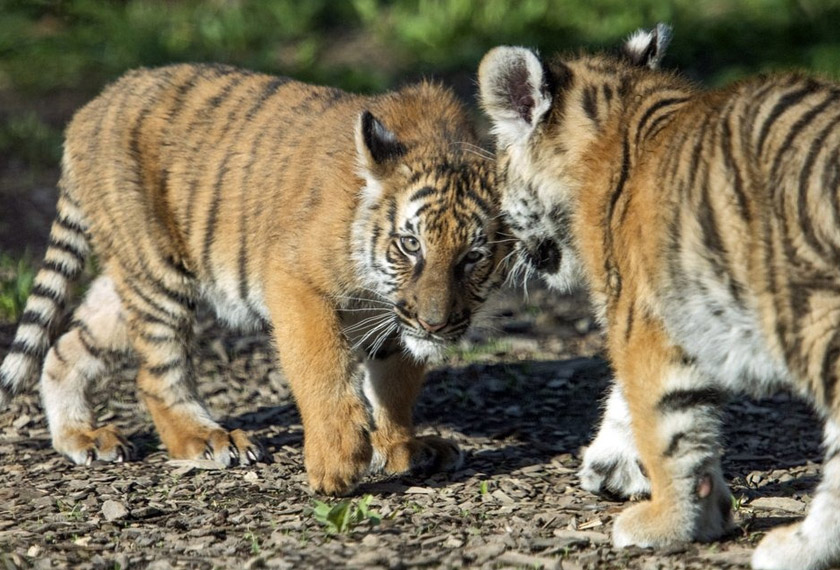 Dianggarkan hanya terdapat beberapa ratus spesies berkenaan di habitat asal - Gambar AP