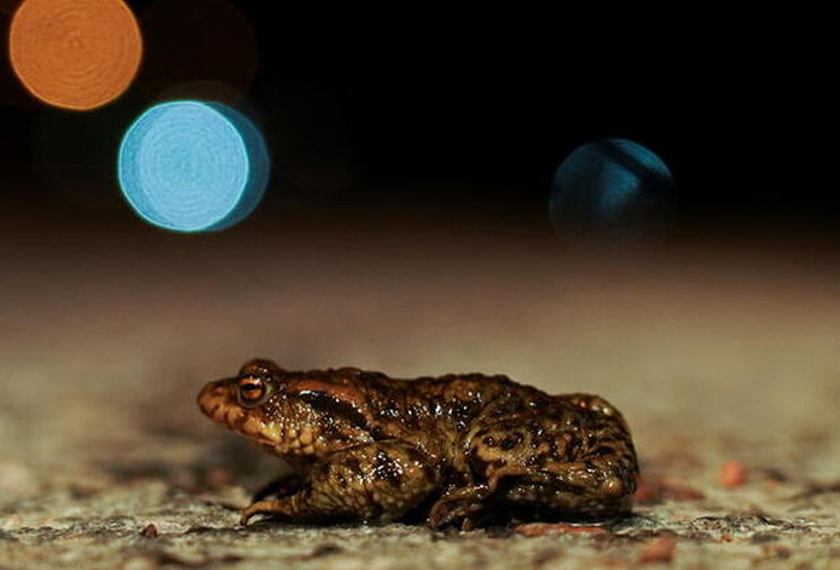 Katak dan kodok perlu dibantu untuk melintas jalan. - REUTERS/Janis Laizans