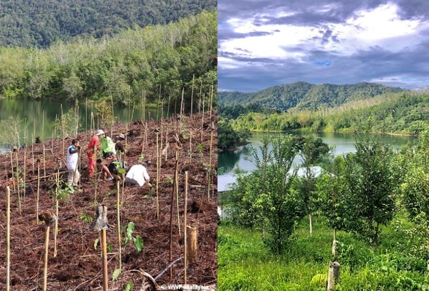 Gambar menunjukkan bagaimana kawasan tanah yang rosak telah ditanam dengan benih gaharu pada tahun 2017, dan kawasan menjadi hijau selepas dua tahun. Gambar (kiri) oleh WWF-Malaysia dan gambar kanan oleh Ailyn Nau Sidu. 