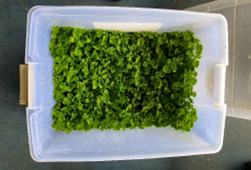 Terrarium box with vegetables such as Brazillian Spinach which can be harvested and regrown