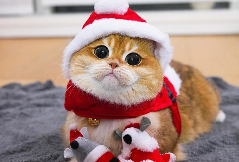 Pisco dengan kostum Santa Clausnya. - IG/Pisco