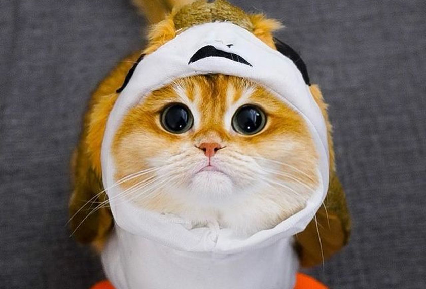 Kecomelan Pisco tambat hati pengguna media sosial. - IG/Pisco