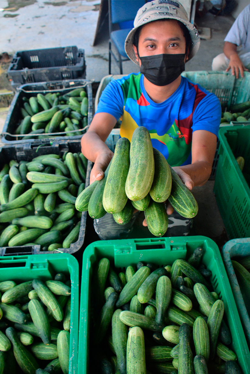 Mohd Syamim menunjukkan timun batang sebelum dijual kepada pelanggan semasa ditemui di Taman Kekal Pengeluaran Makanan Projek Fertigasi Inderapura, dekat Kuantan. --fotoBERNAMA