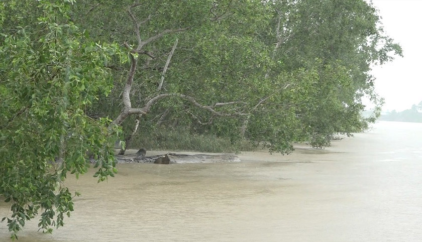 Sebahagian tebingan sungai yang telah terhakis dari bergelombang  yang dihsailkan kapal-kapal besar di sepanjang Sungai Rajang. - Astro AWANI