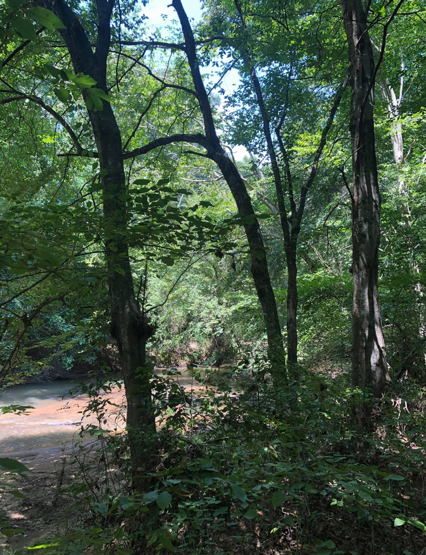 Kawasan itu menjadi kediaman bagi lebih 350 spesies tumbuhan dan hidupan liar. - Gambar hiasan/Facebook/William Harris Homestead Foundation