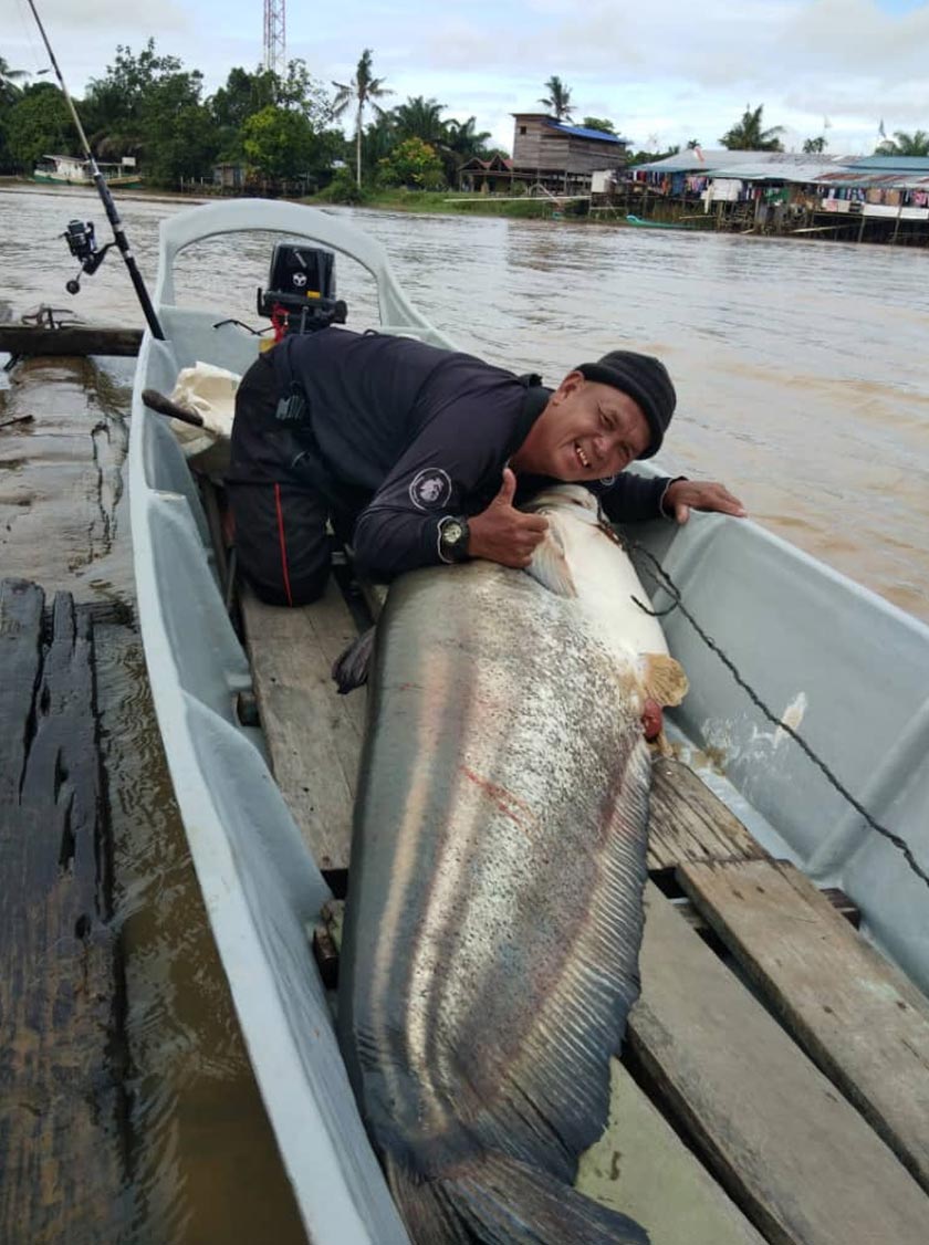 Ikan tapah hasil pancingan Ismail di Sungai Pandan, Sebauh pada Ahad.