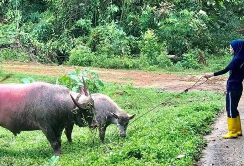 Nadia tidak kekok untuk membawa ternakannya keluar ke padang untuk meragut rumput. - Foto Sinar Harian