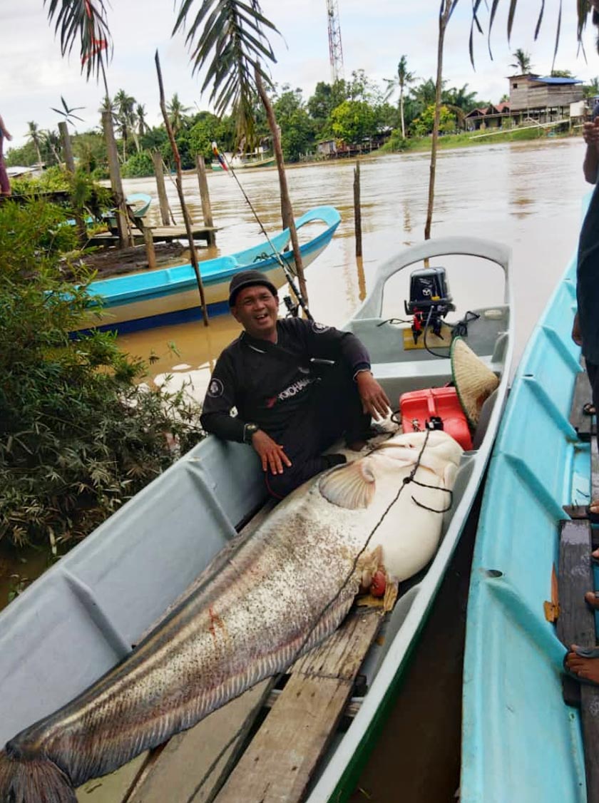 Ismail menunjukkan ikan tapah yang diperolehi ketika memancing di Sungai Pandan, Sebauh.