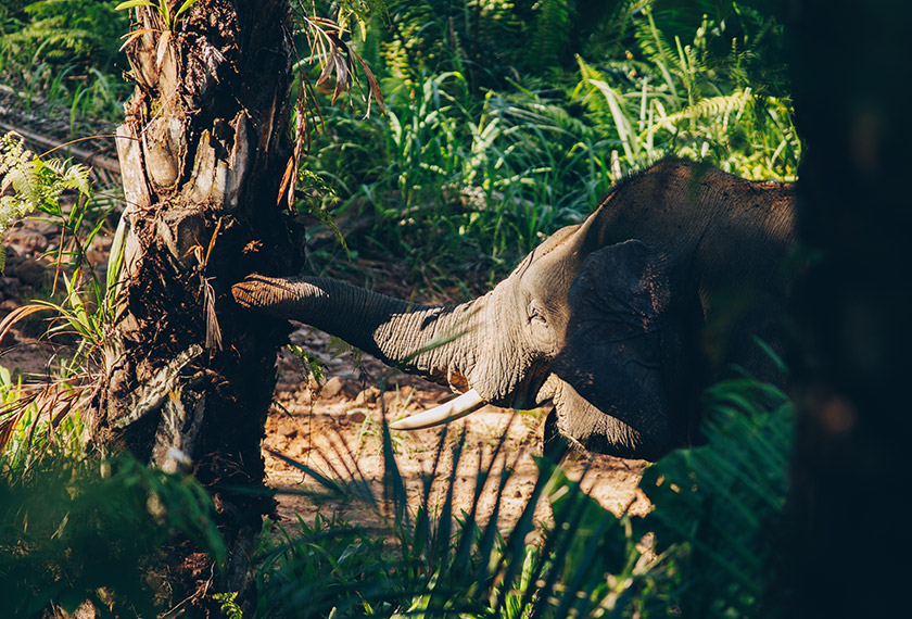Konsep Living Landscape antara inisiatif yang sedang direalisasikan. - Foto WWF-Malaysia/Mazidi Abd Ghani