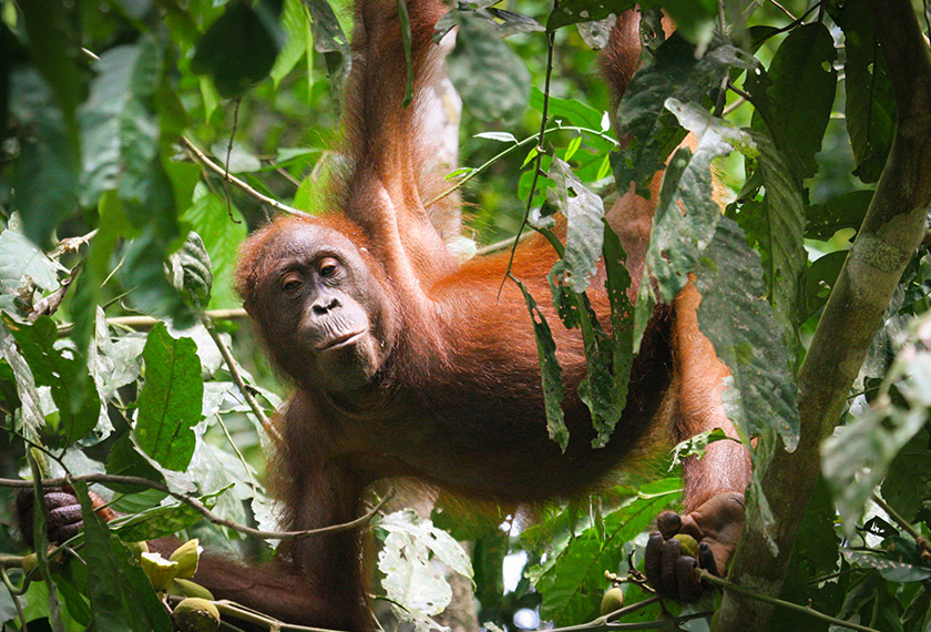 Perlindungan hidupan liar menjadi antara fokus dalam menjayakan inisiatif JCSPO. JCSPO akan lonjak Sabah sebagai peneraju komoditi sawit lestari dunia - Foto WWF-Malaysia/Edwin Matulin