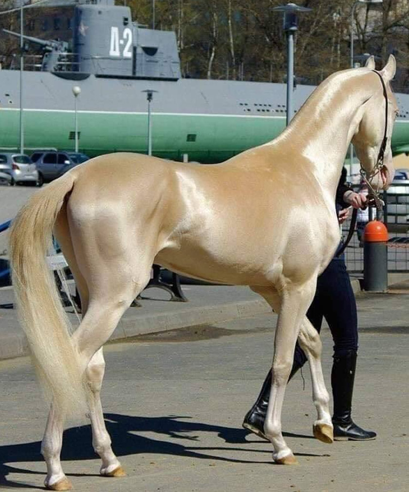 Salah satu warna kuda ini ialah keemasan, seakan logam yang disalut emas. 