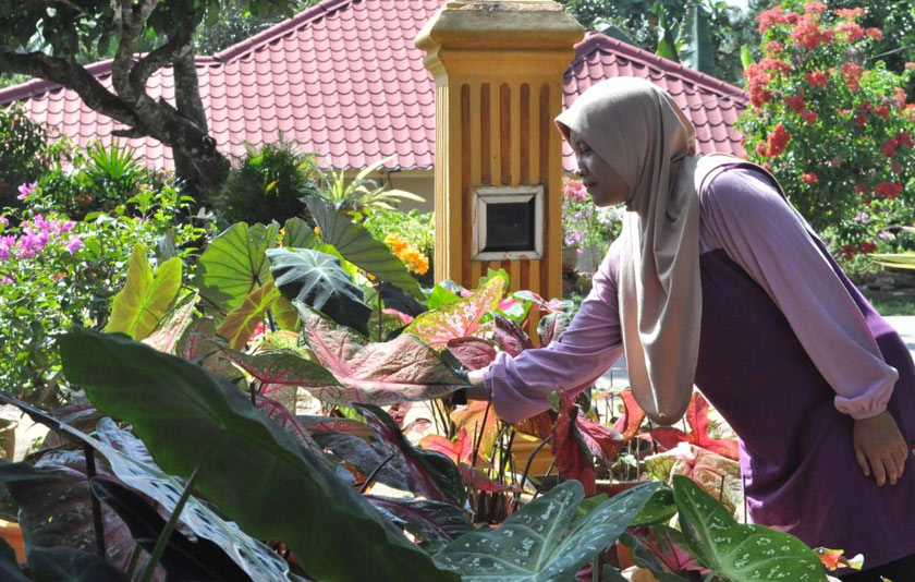 Meskipun tidak berbunga, Masni berkata beliau tertarik dengan corak pokok keladi - Gambar ihsan Abdul Wafi Norazmi