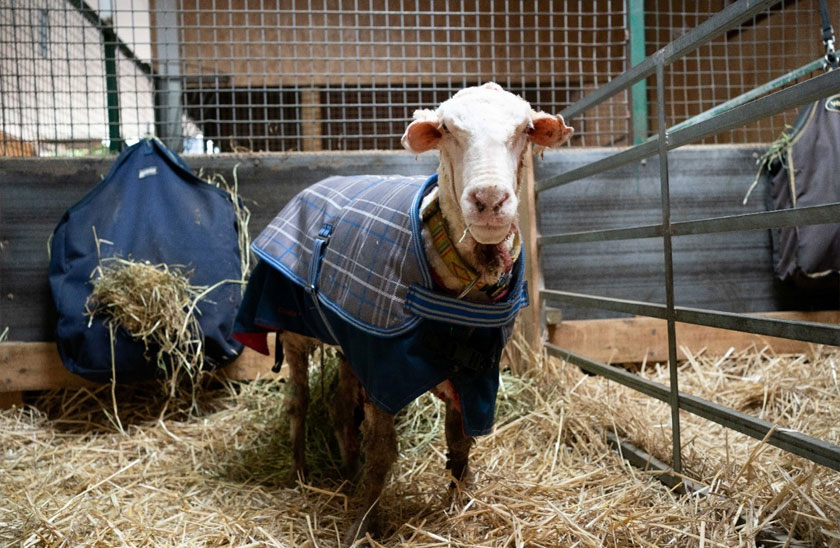 Sheep Baarack is pictured after his thick wool was shorn in Lancefield, Victoria, Australia. REUTERSpic