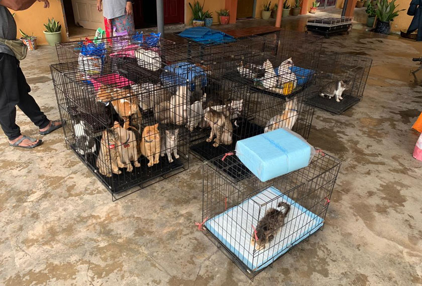 Sebahagian daripada kucing peliharaan sebuah keluarga yang turut diselamatkan anggota bomba dan penyelamat. - JBPM Kuala Krai