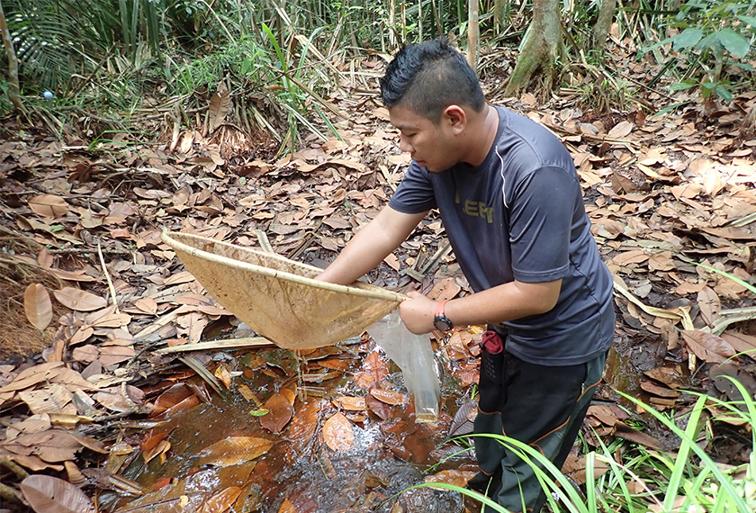 Mohd Ilham Norhakim Lokman yang merupakan salah seorang Saintis Masyarakat yang memiliki kepakaran di dalam ikan air tawar di Semenanjung Malaysia