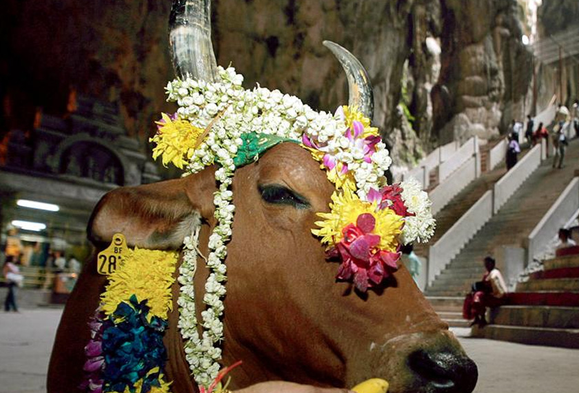 The third day, is known as ‘Mattu (Cow) Pongal’, is when the bulls and cows have their horns decorated with flower garlands and bells tied around their necks. REUTERS file p