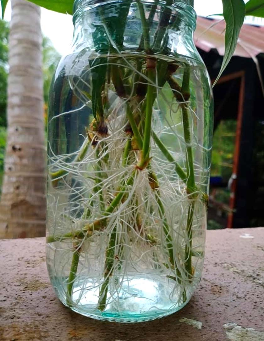 Foto: Facebook Nur Izzah Mahmud