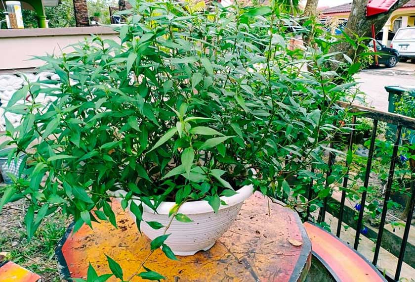 Foto: Facebook Nur Izzah Mahmud