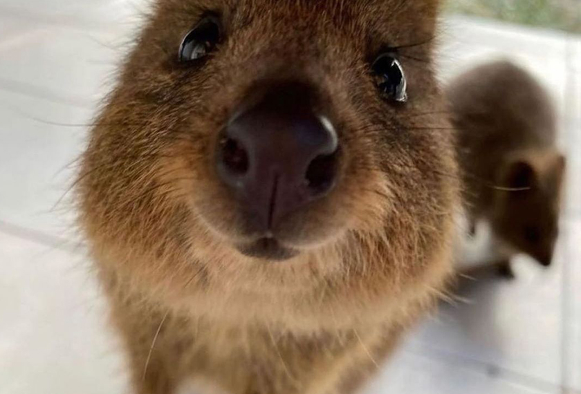 Kelihatan comel namun quokka juga tidak terlepas dari menjadi mangsa kepupusan.