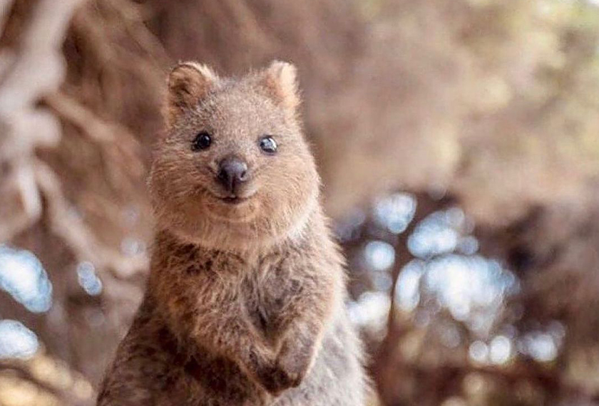 Haiwan comel ini banyak terdapat di kepulauan Rottnest di Australia