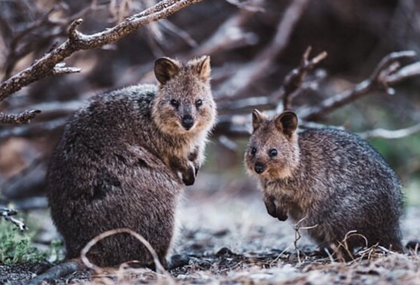 Tahukah anda, cara quokka bergerak sama seperti kanggaru, melompat dan menggunakan tangannya untuk bergerak ke hadapan.