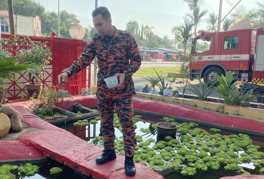 Selain rusa, anggota bomba turut memeliharan ikan di kolam dalam balai. - JBPM Jeli