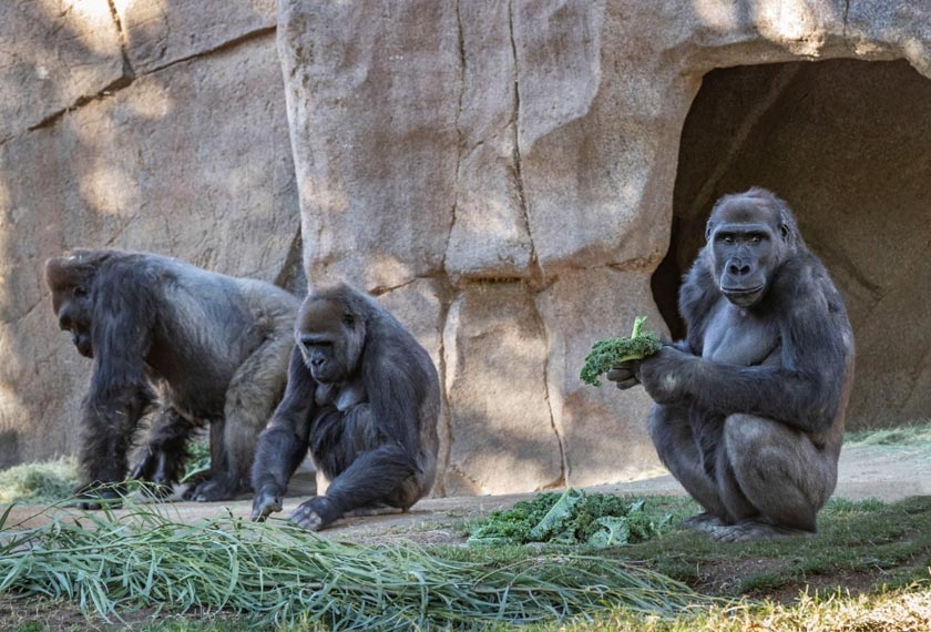 Beberapa gorila dijangkiti strain baharu COVID-19. - Foto/Reuters