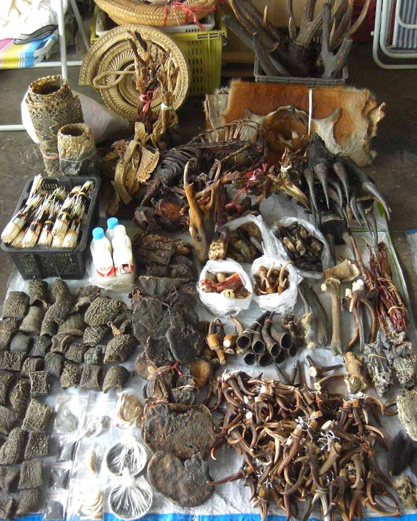 Jika tidak dijual secara hidup, ada juga bahagian tubuh hidupan liar awet yang dijual secara berasingan. - Gambar fail