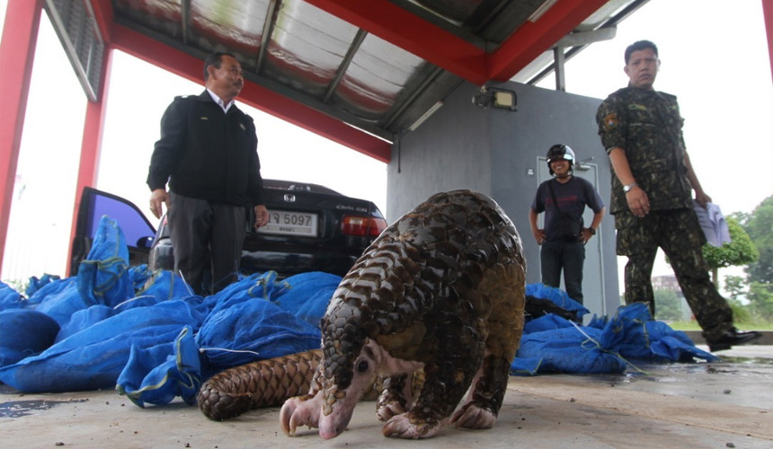 Tenggiling adalah antara haiwan liar yang paling 'diburu' oleh pemburu haram dan sindiket perdagangan hidupan liar. - Bernama