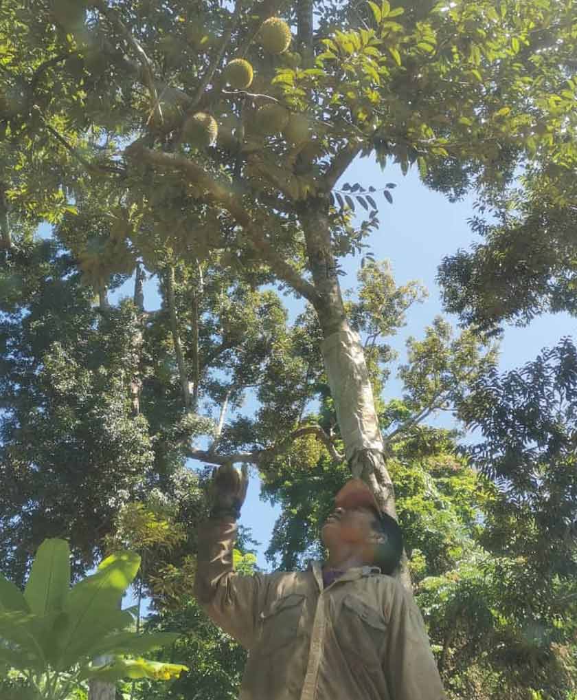 Kebun Durian, Laporan Khas