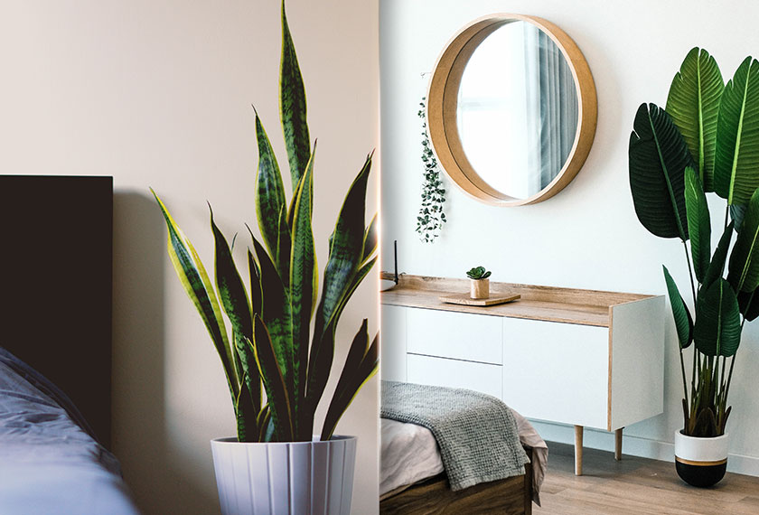 Pokok hiasan - Gambar hiasan