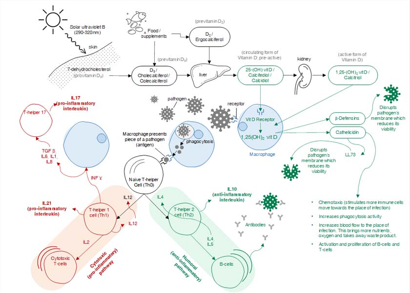 Figure 1: Immuno-regulation by Vitamin D. -via EMIR Research