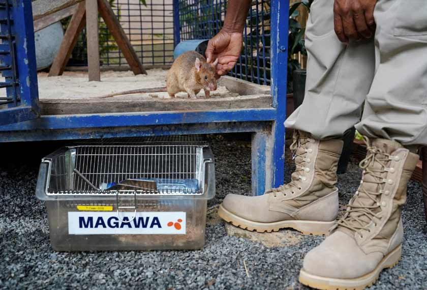 Magawa mempunyai ruangan sendiri di APOPO Visitor Center di Siem Reap. - Reuters