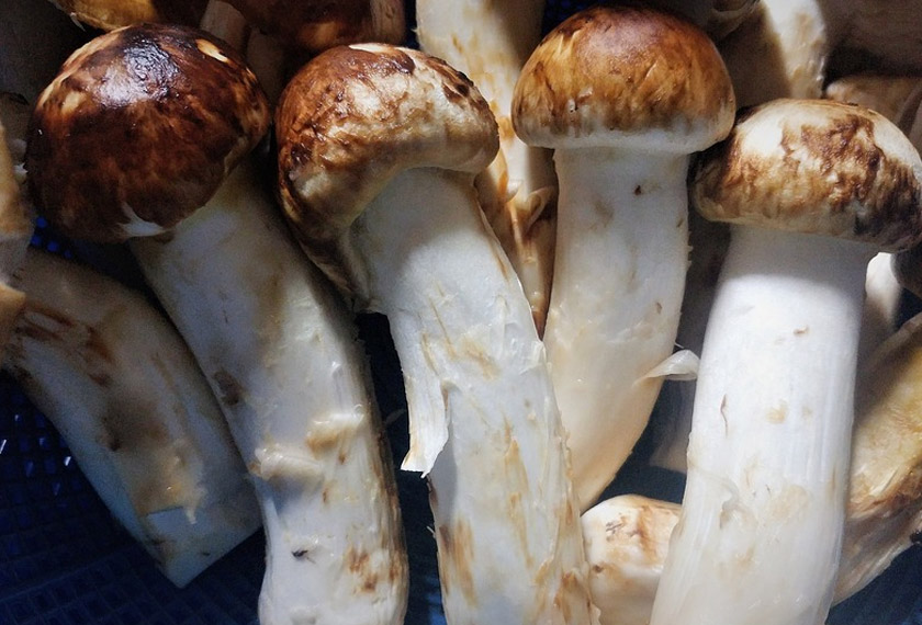 Cendawan Matsutake