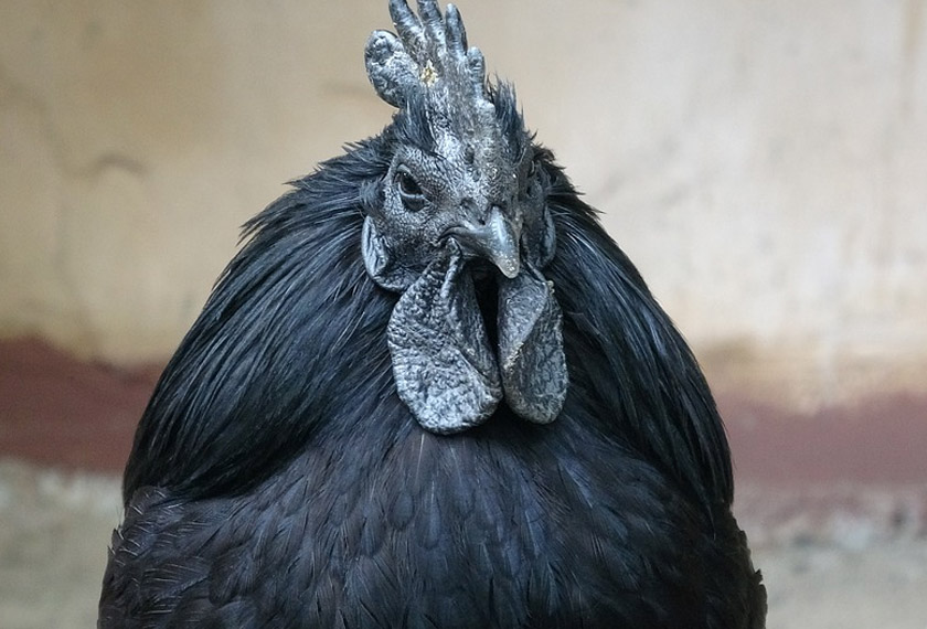 Ayam cemani